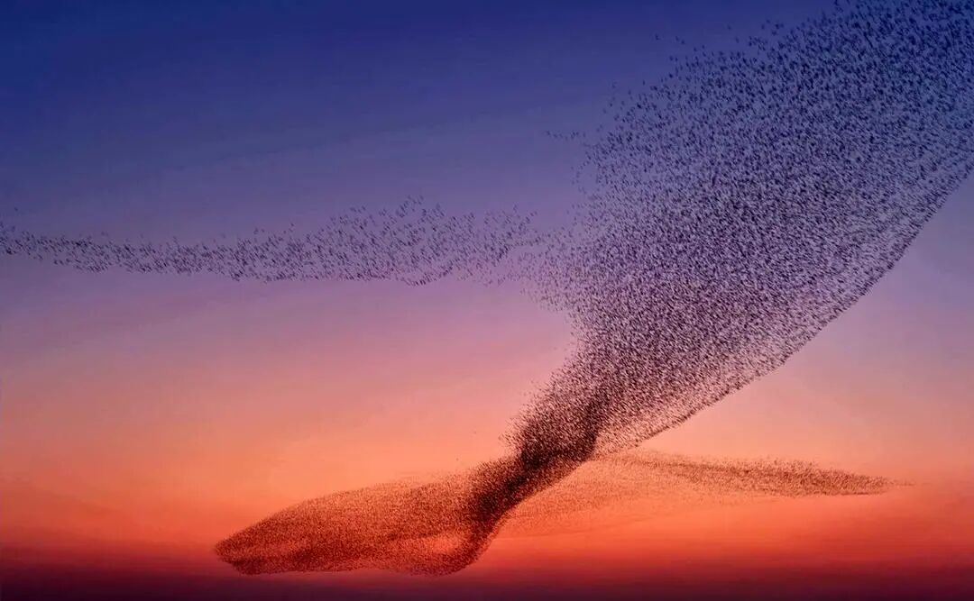 鸟浪在夕阳下的壮观景象。郭雨晴摄