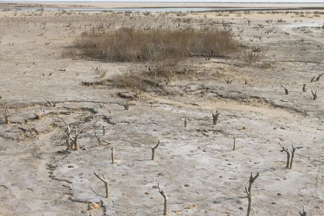 生态补水前的景象。保护区供图