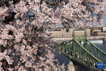 布达佩斯:杏花盛开
