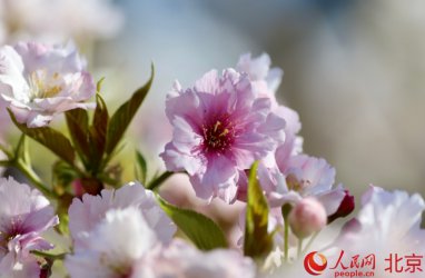 &nbsp;春日盛景映京城 北京玉渊潭樱花文化节开幕