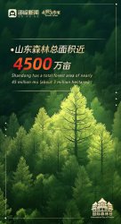 国际森林日丨山东以绿为笔,绘就齐鲁森态画卷