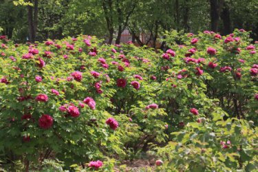 赏花经济“花”式升级 菏泽赏牡丹有了新玩法